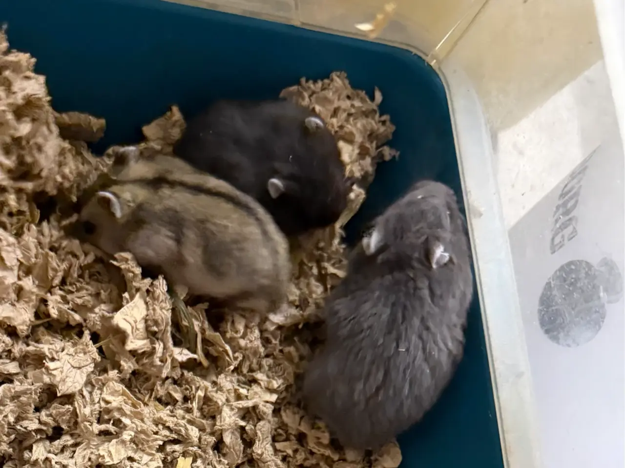 Billede 2 - Hamster (Guld & Sibirisk dværg)
