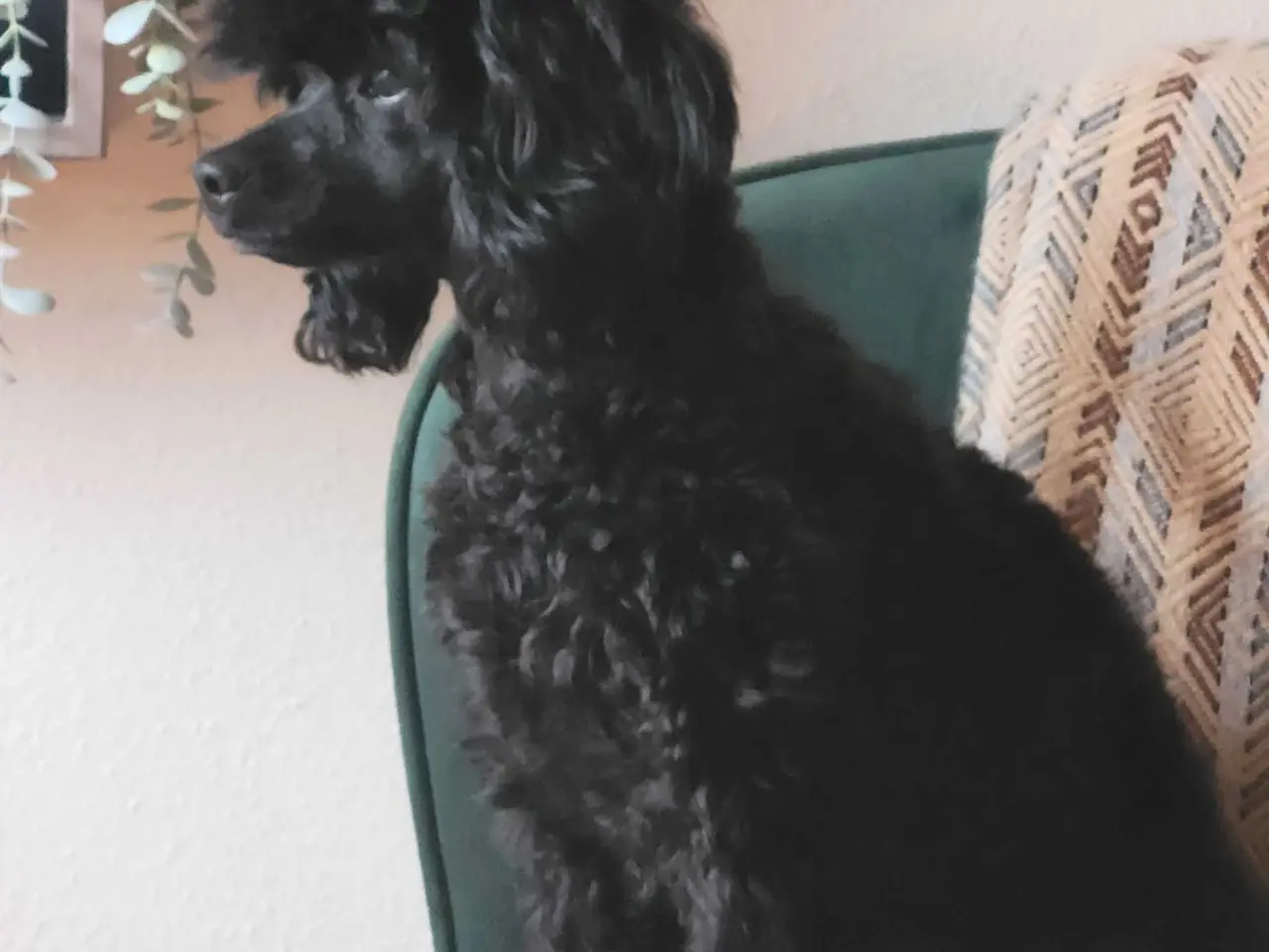 Billede 5 - Fantastisk Cavapoo pige