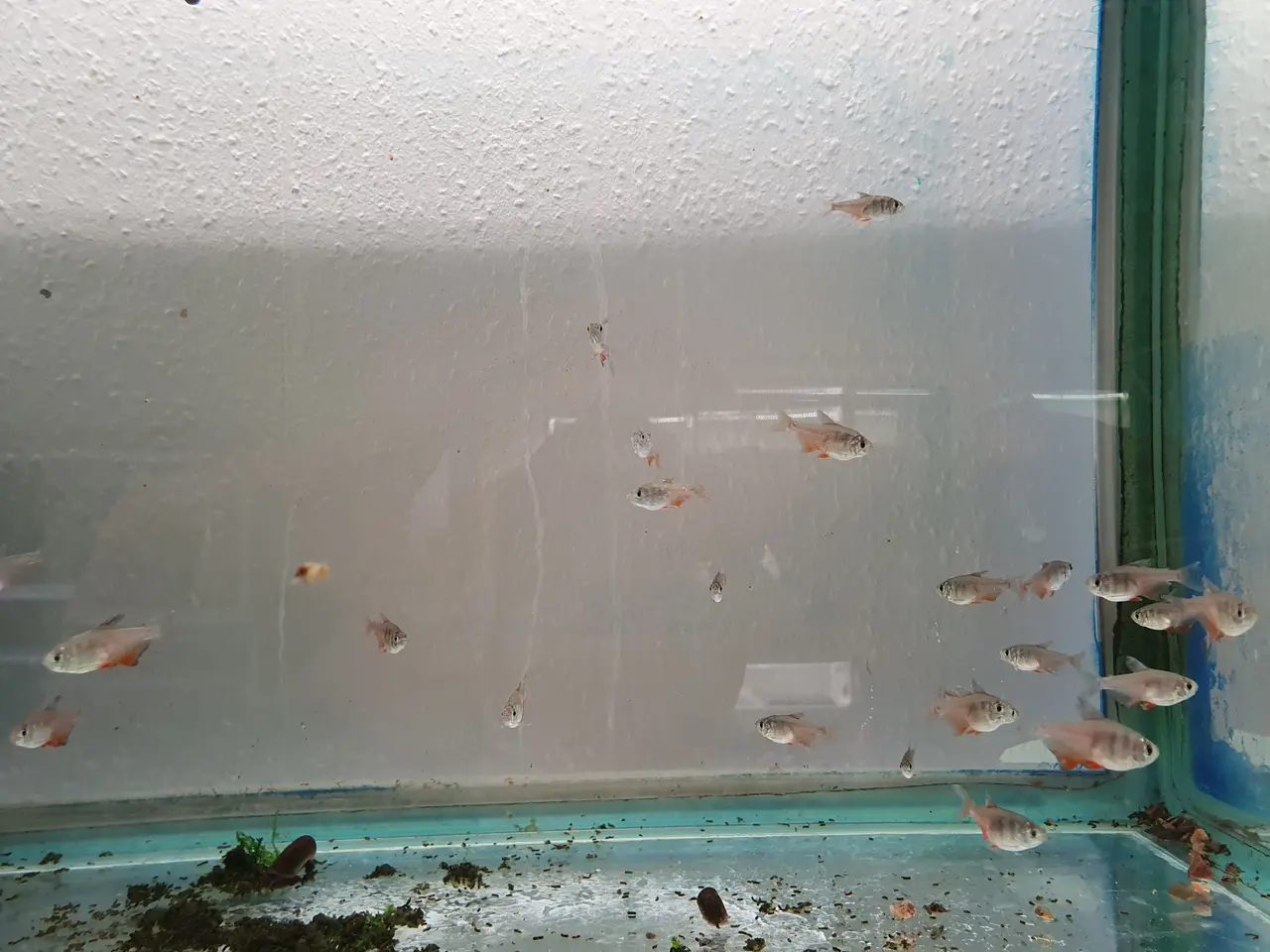 Billede 8 - 🔥🐟 RØD RIO FLAMME TETRA TIL SALG 🐟🔥