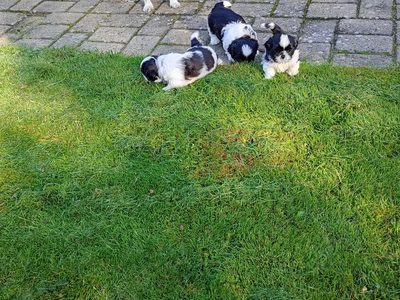 Billede 5 - De skønneste Shih Tzu hvalpe sælges.