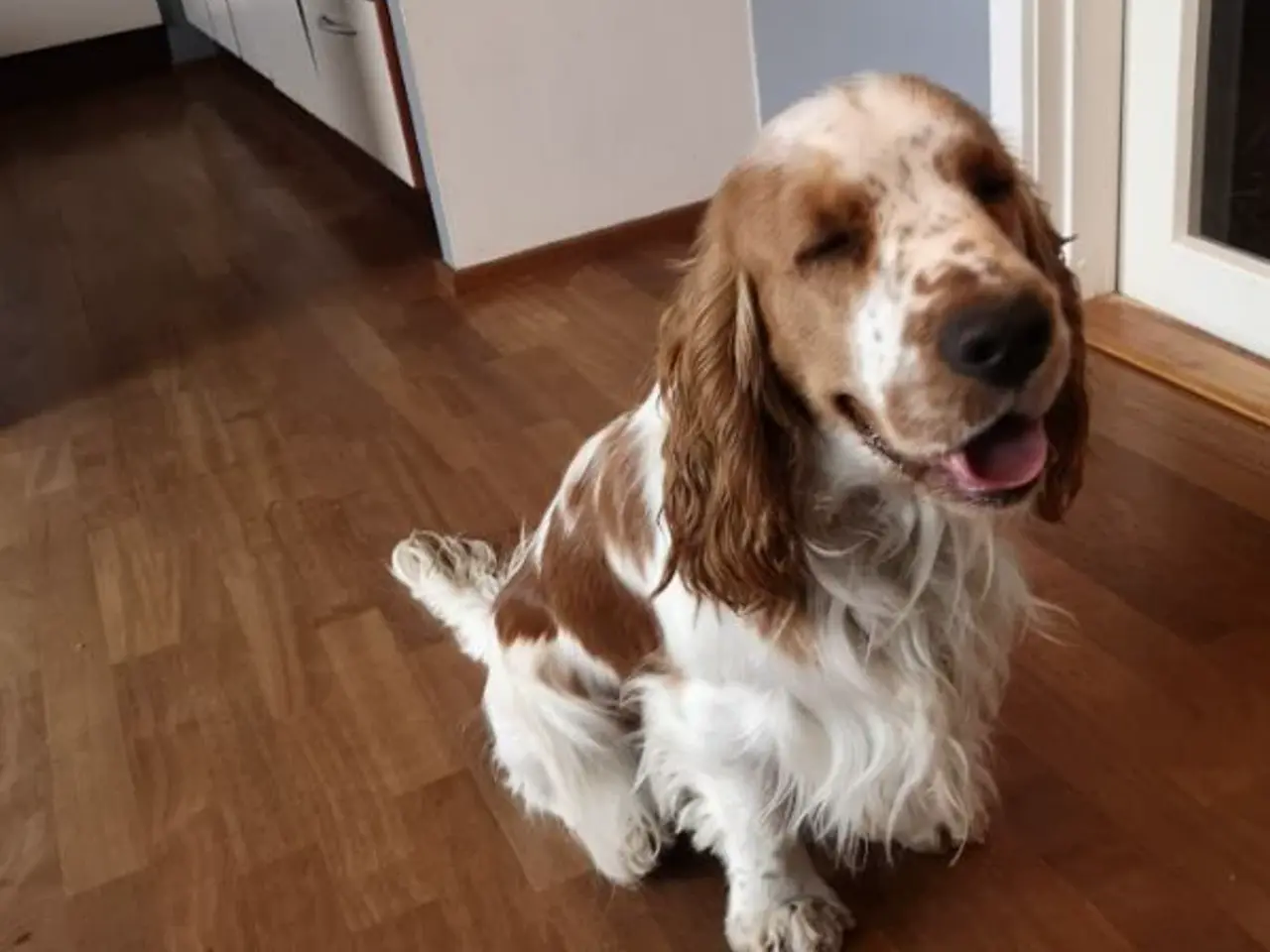 Billede 5 - Engelsk Cocker spaniel hvalpe