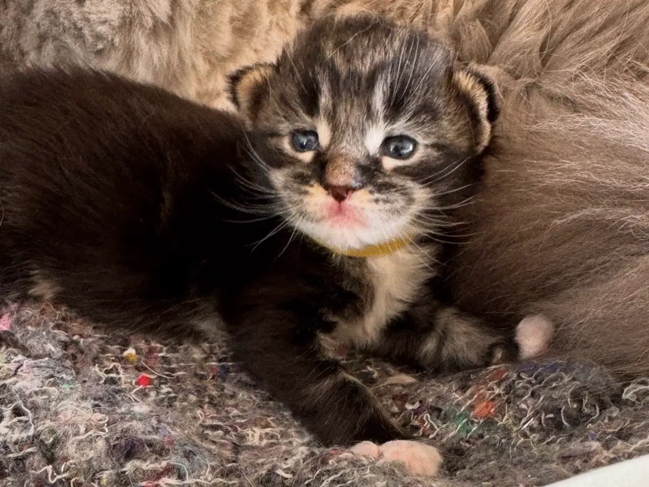 Billede 10 - Maine Coon killing