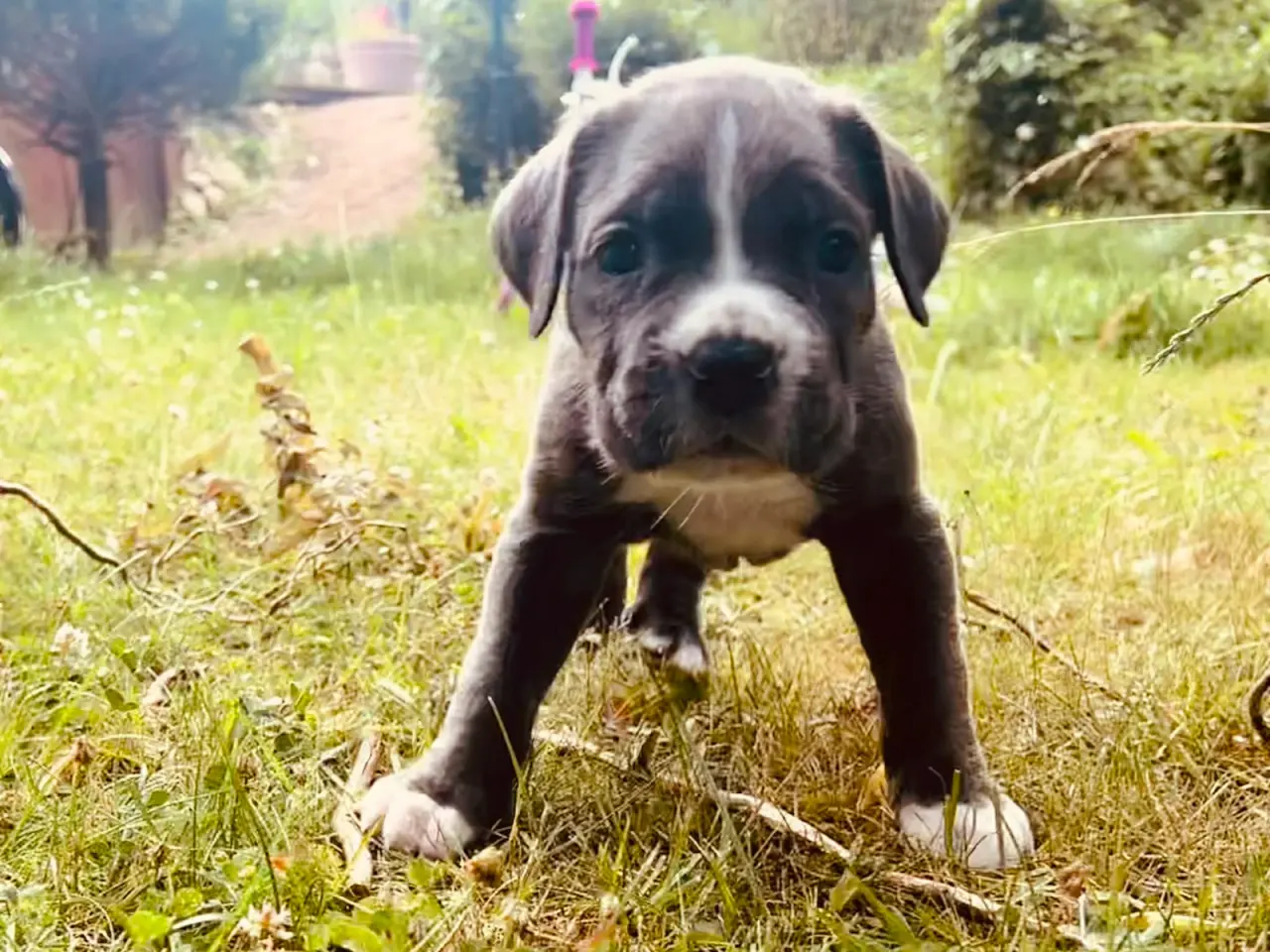 Billede 9 - Cane Corso tæve solvej