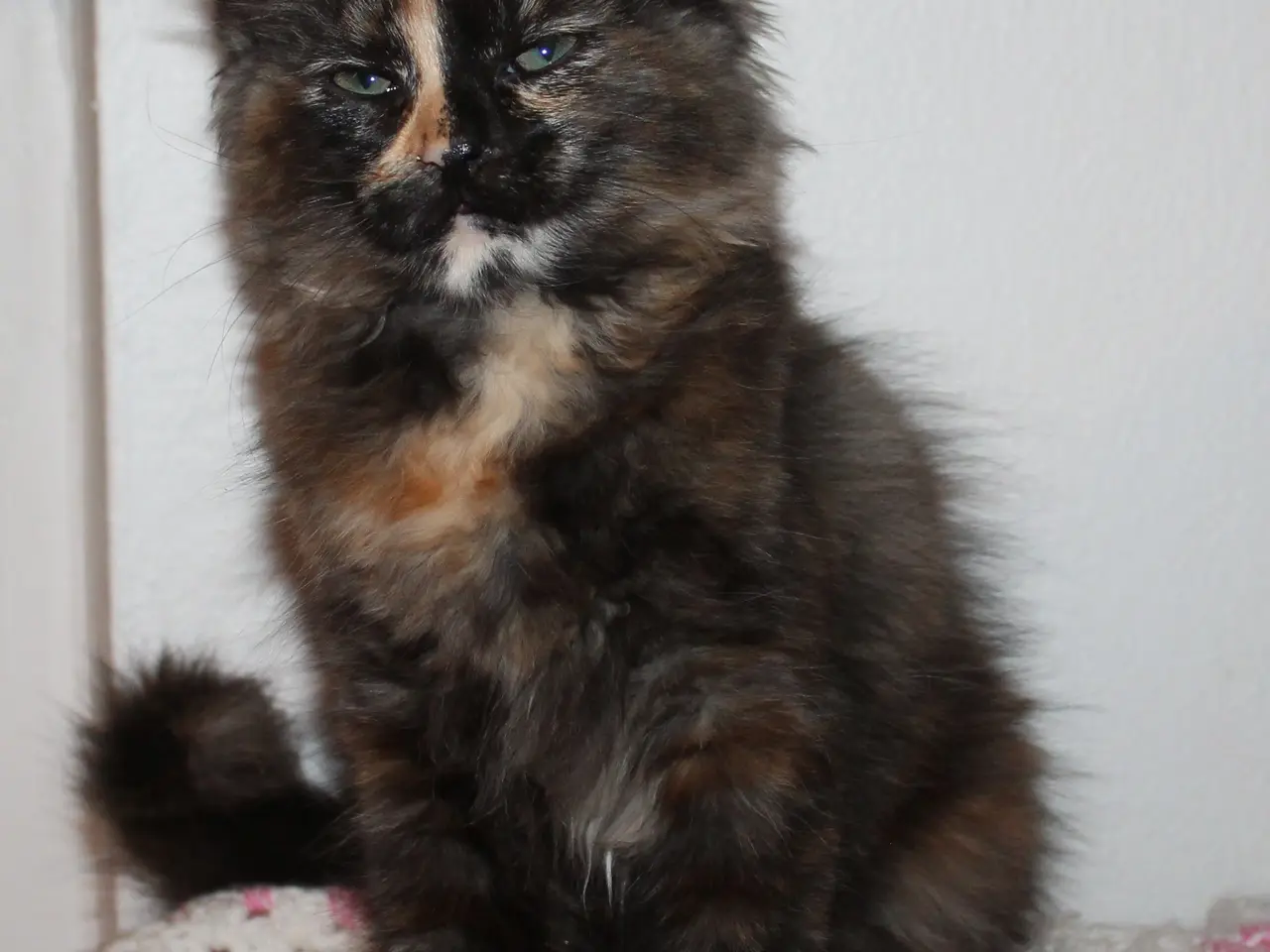 Billede 5 - 🍂 Hun ligner en varm efterårsdag 🌸 Maine Coon 🌸