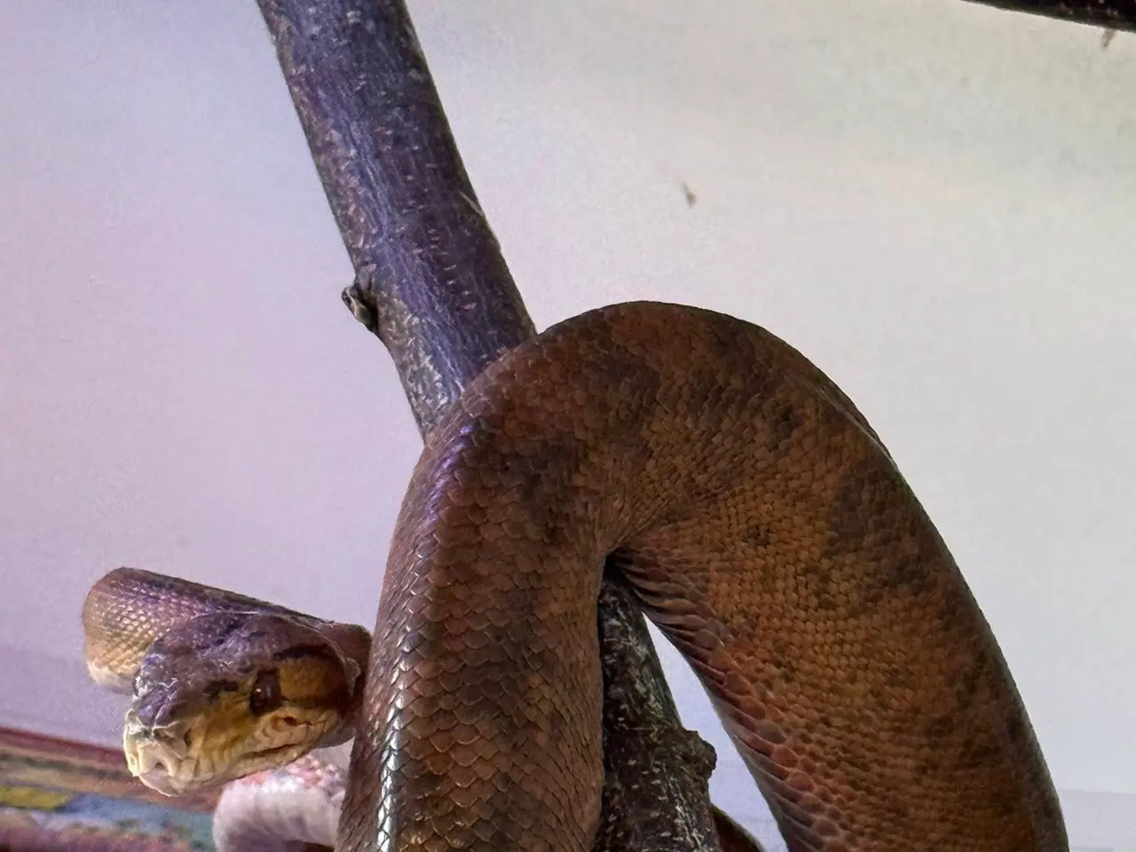 Billede 5 - Amazone træboa Corrallus Hortulanus Amazone