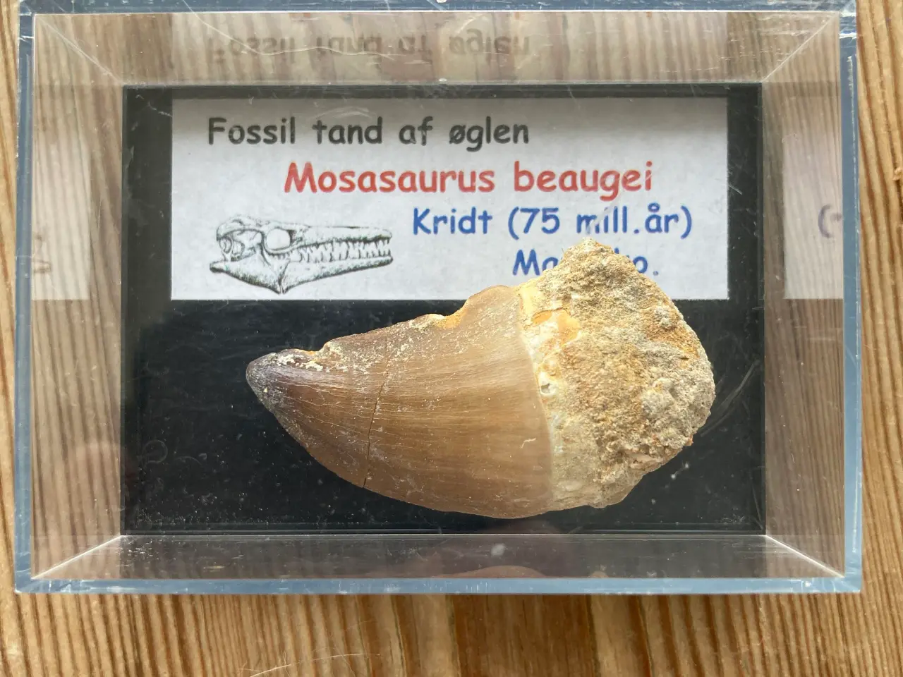 Billede 1 - Dinosaur tand fra Mosasaurus