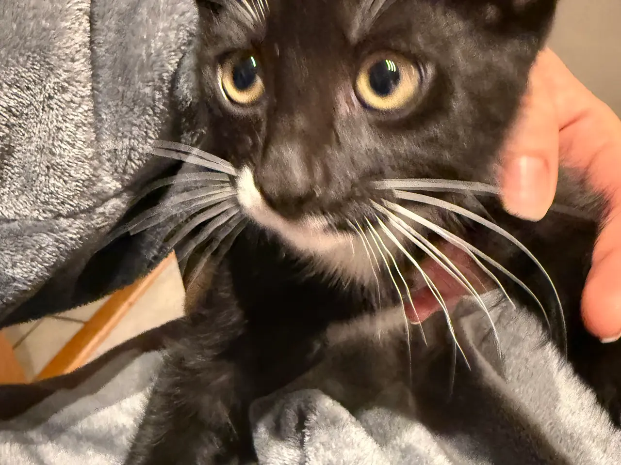Billede 4 - 🐱 Søde killinger søger en kærlig familie! ❤️