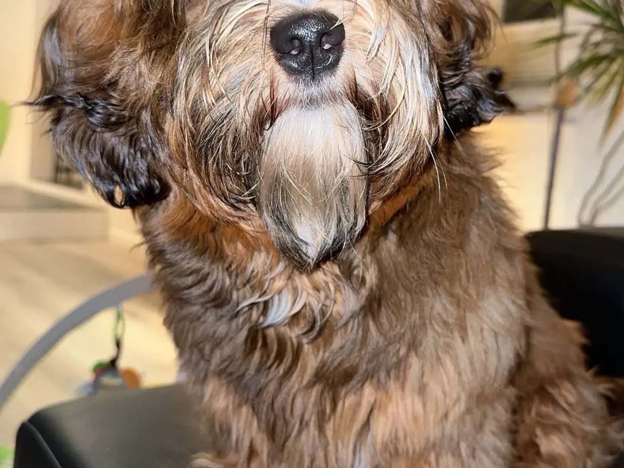 Billede 3 - Han hund tilbydes til avl