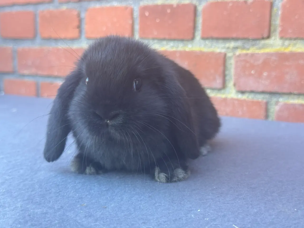 Billede 2 - Mini lop hun kanin