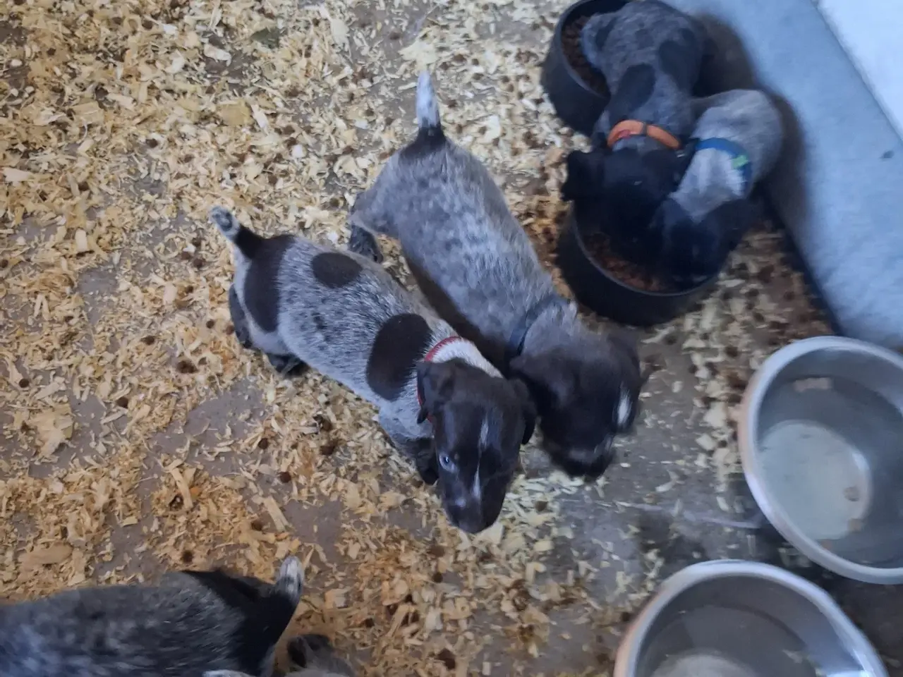 Billede 6 - Ruhåret hønsehund hvalpe