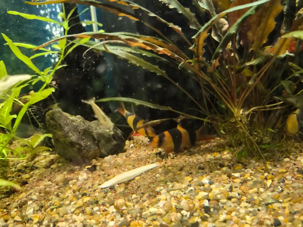Billede 4 - Pragtsmerlinger, Zebra smerling (Botia striata), k