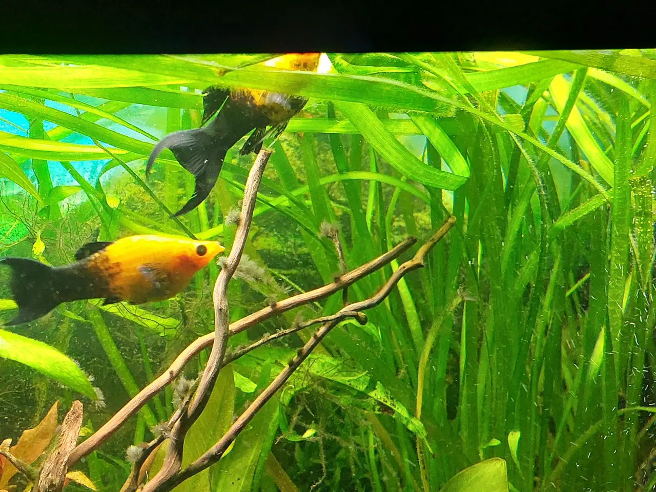 Billede 2 - Regnbue molly