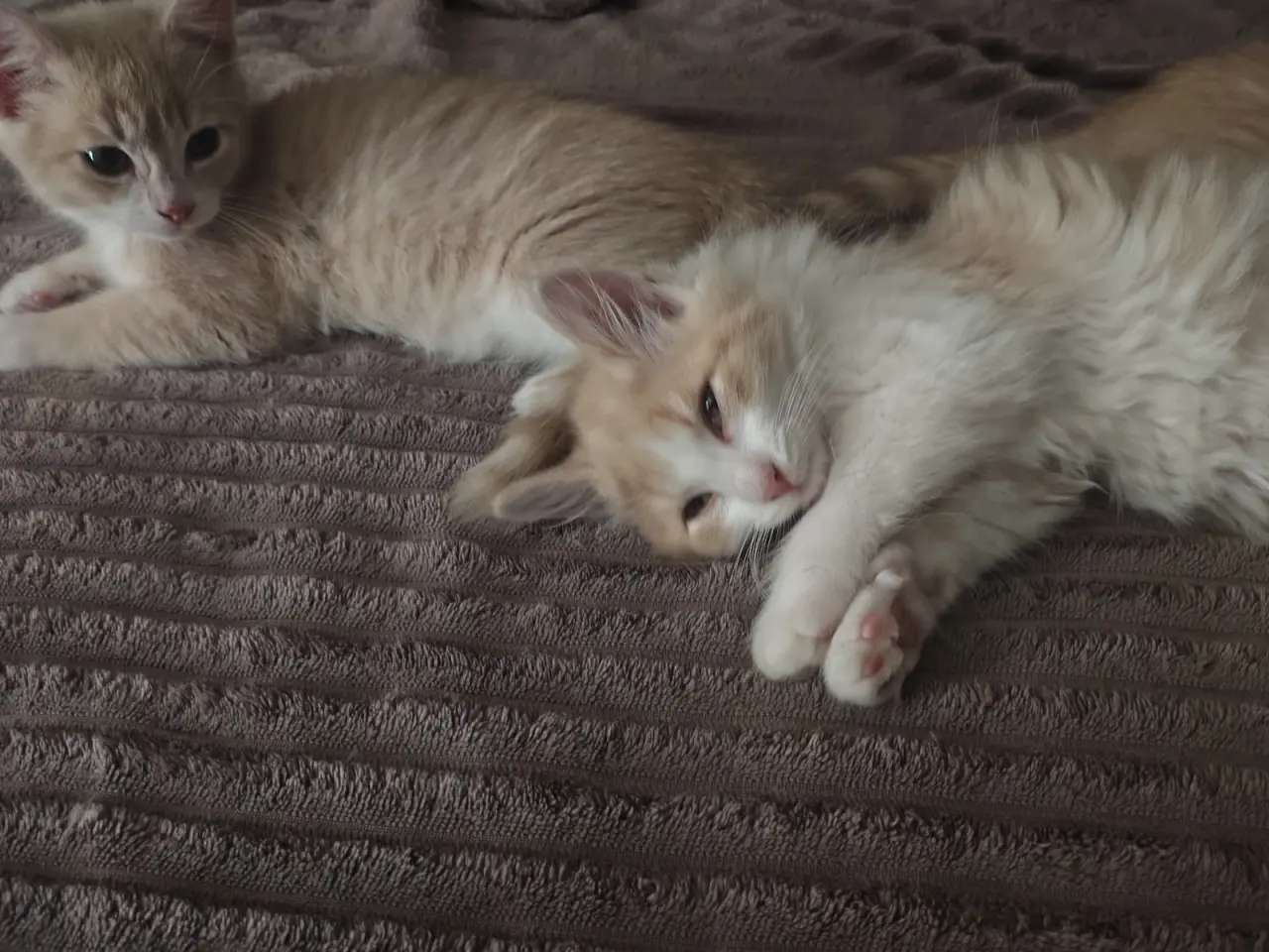 Billede 5 - Main Coon / Ragdoll blanding