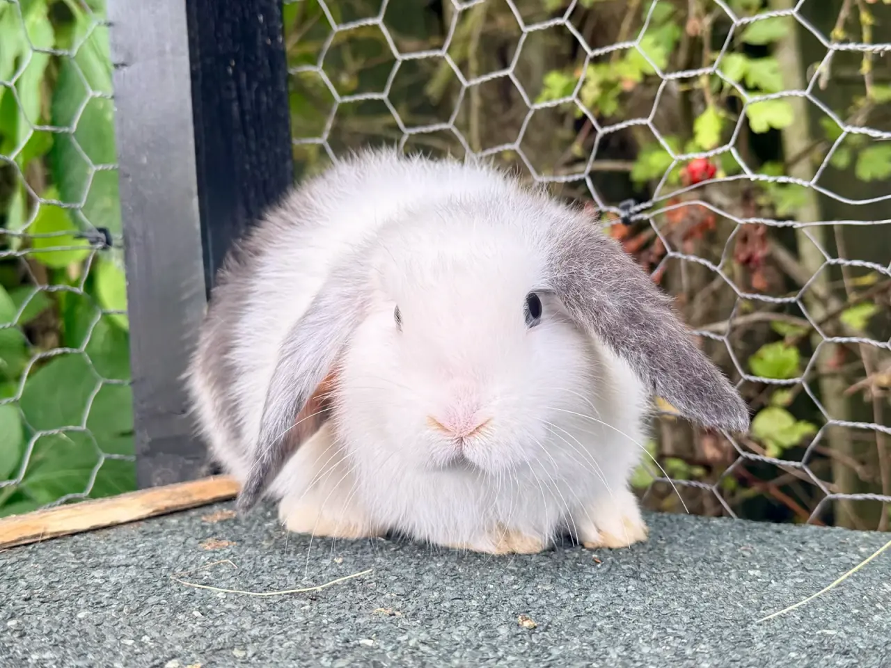Billede 5 - Mini Lop dreng