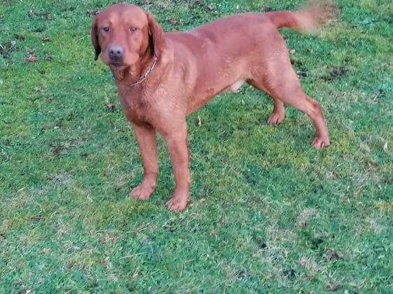 Billede 6 - Red Fox Labrador
