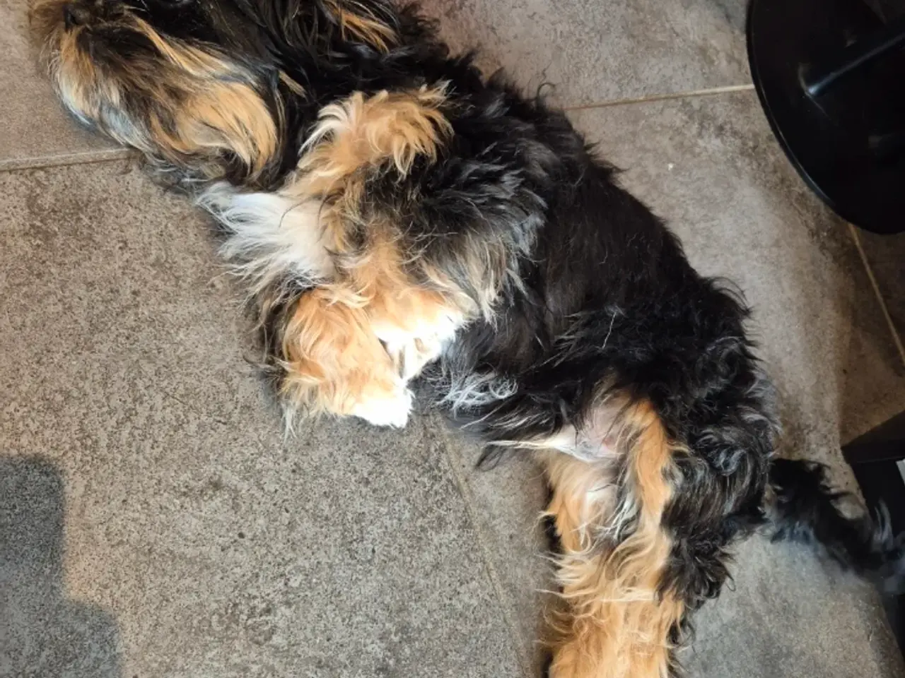 Billede 10 - Shih Tzu/ bichon havanais
