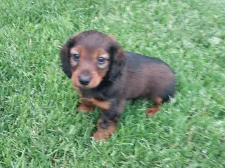 Langhåret gravhund