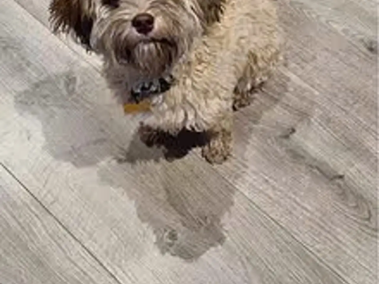 Billede 6 - Parring tilbydes med en Bichon Havaise