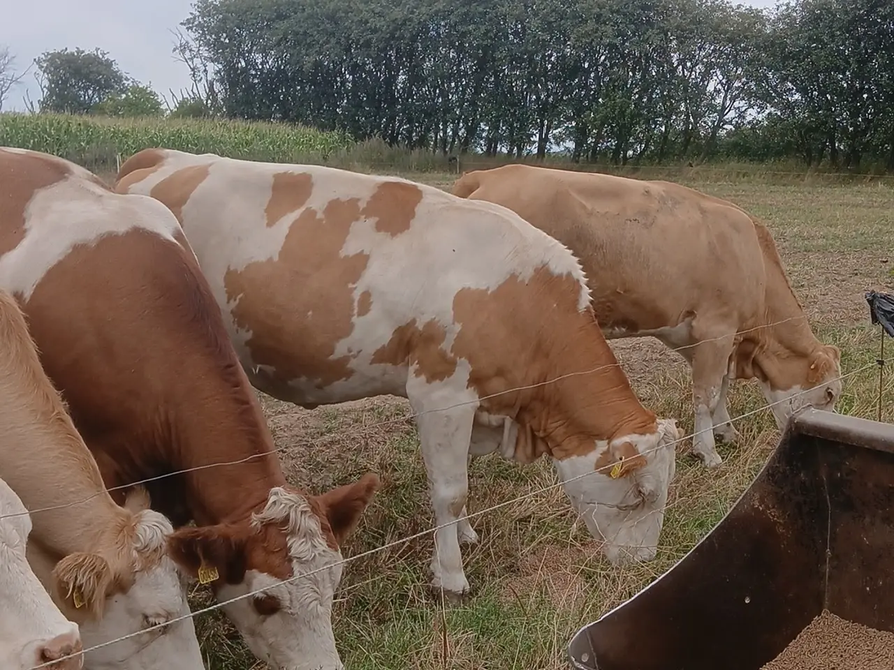 Billede 5 - Simmentaler køer