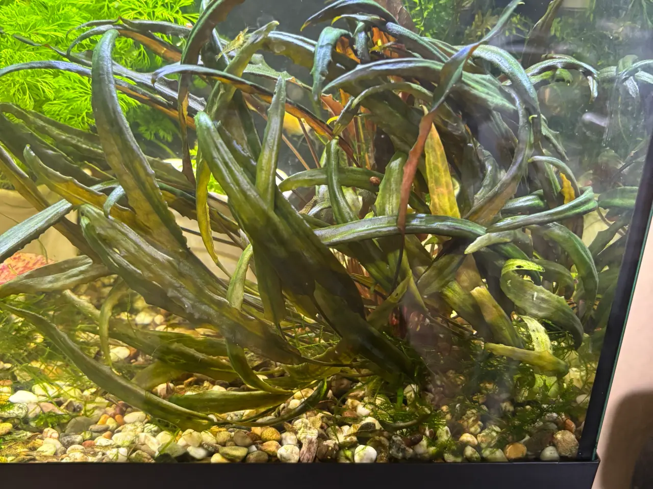 Billede 1 - Cryptocoryne wendtii ‘Tropica’