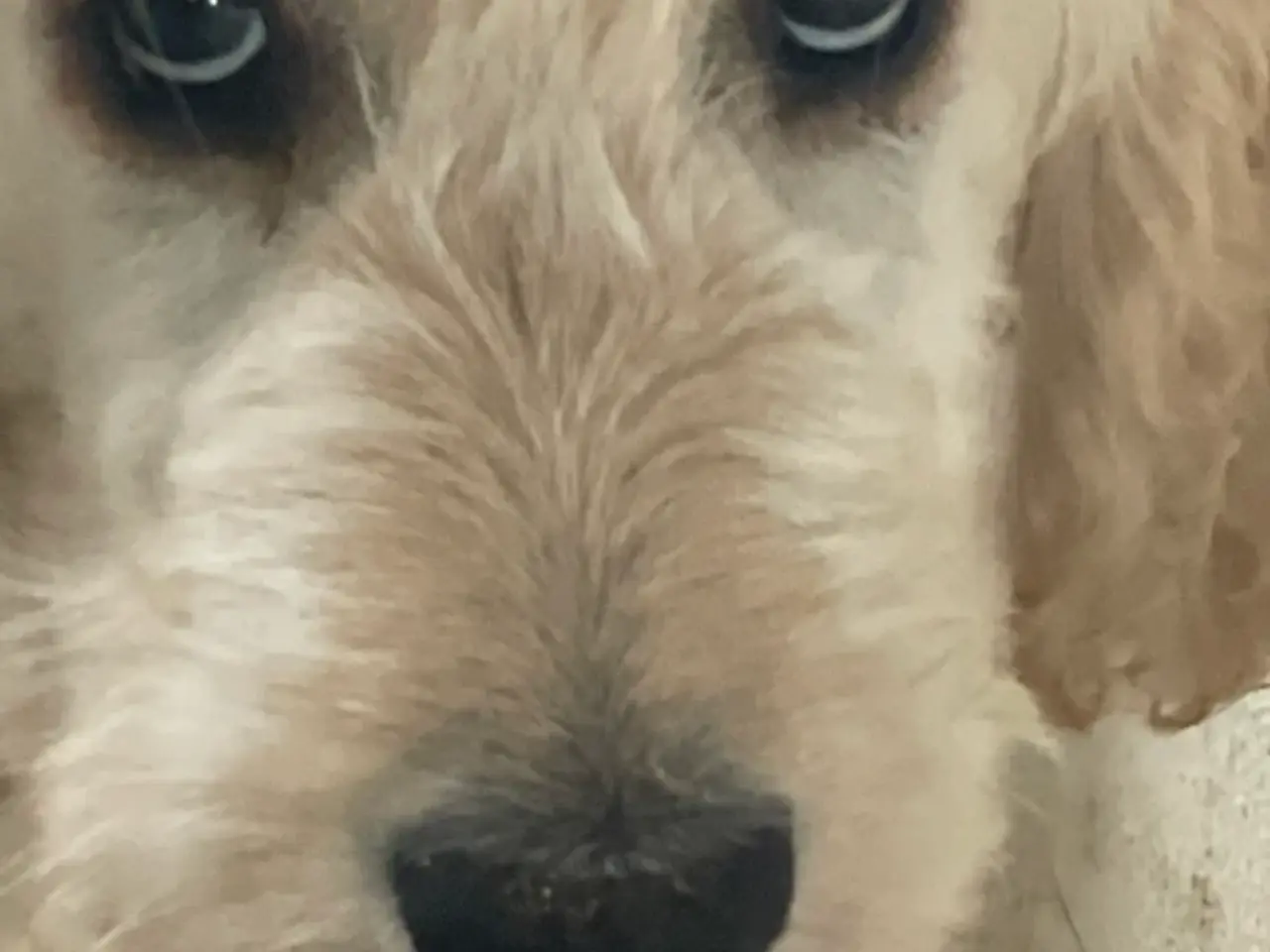 Billede 6 - GoldenDoodle HVALPE