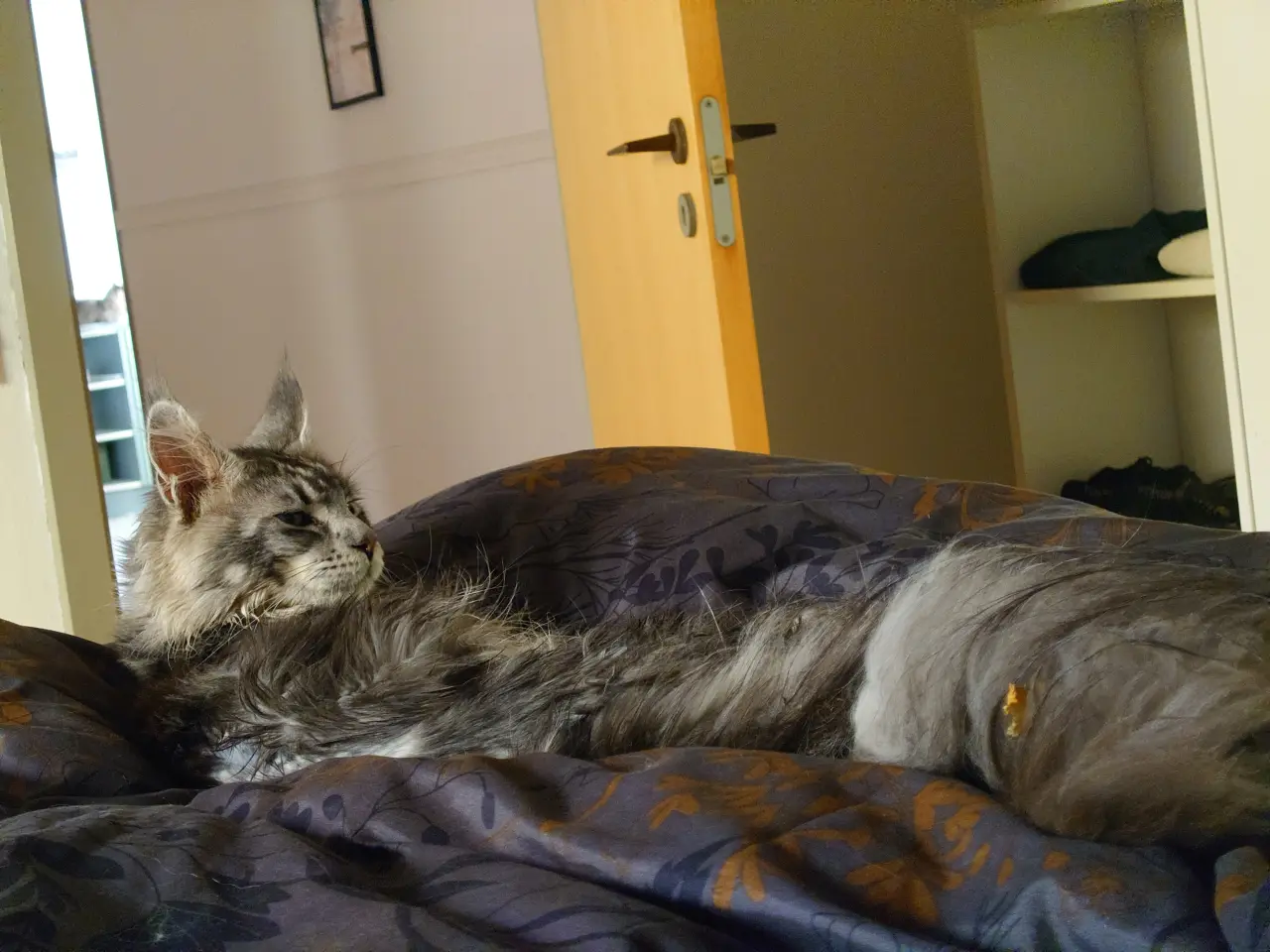 Billede 14 - Smukke Maine coon far med tavle