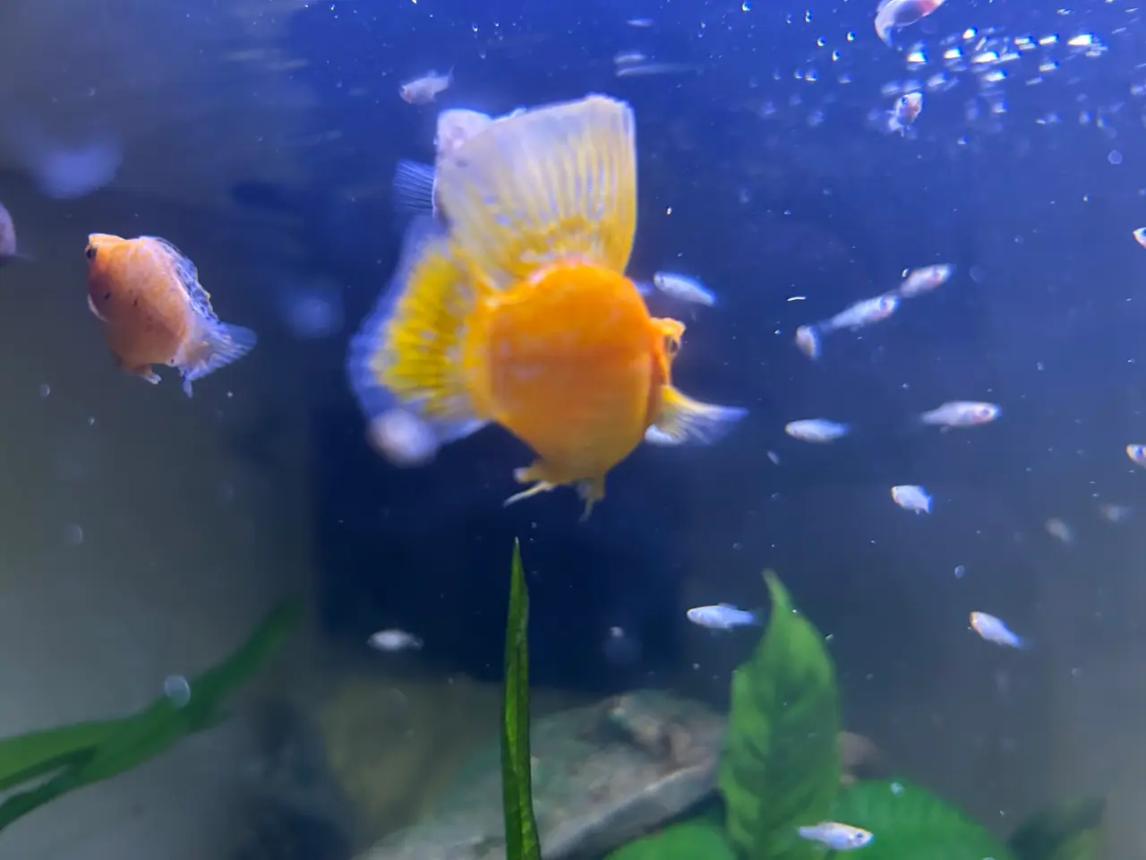 Billede 2 - Akvarie fisk Ballon Molly