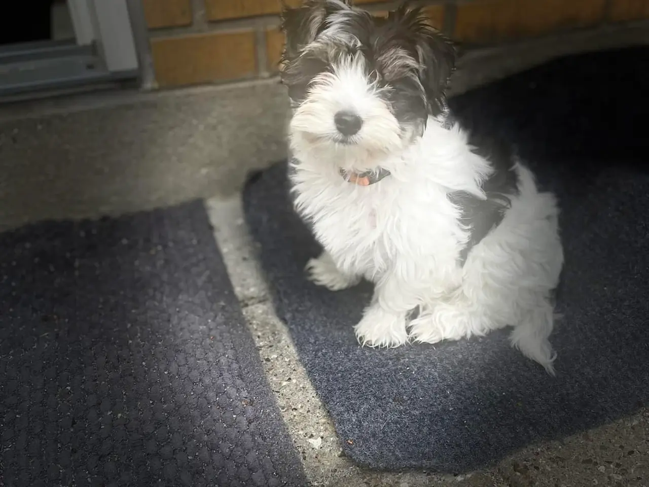 Billede 6 - parring af Yorkshire terrier / Malteser