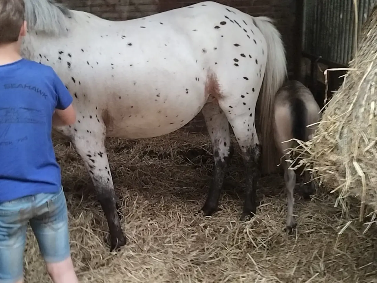 Billede 5 - Hoppe 134cm 4 år Knapstrubber