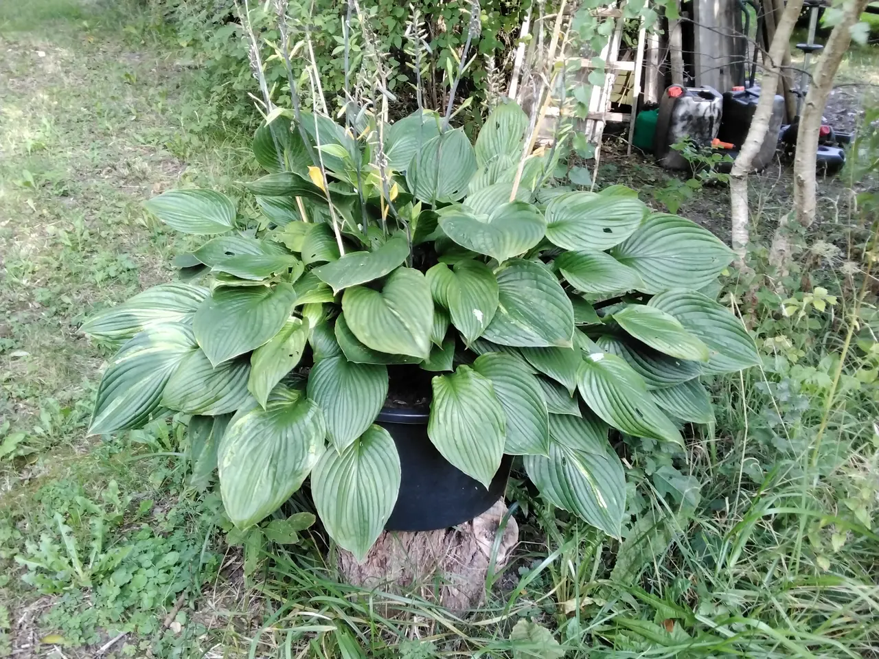 Billede 8 - Kæmpe Hosta Sun and Substance I store 40L potter