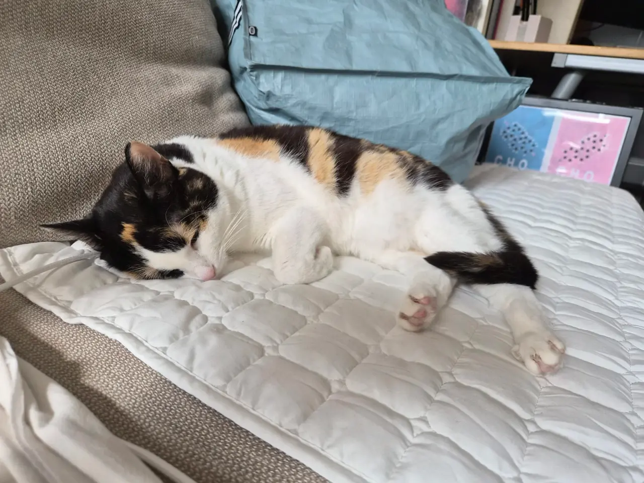 Billede 14 - Cats looking for new loving forever home