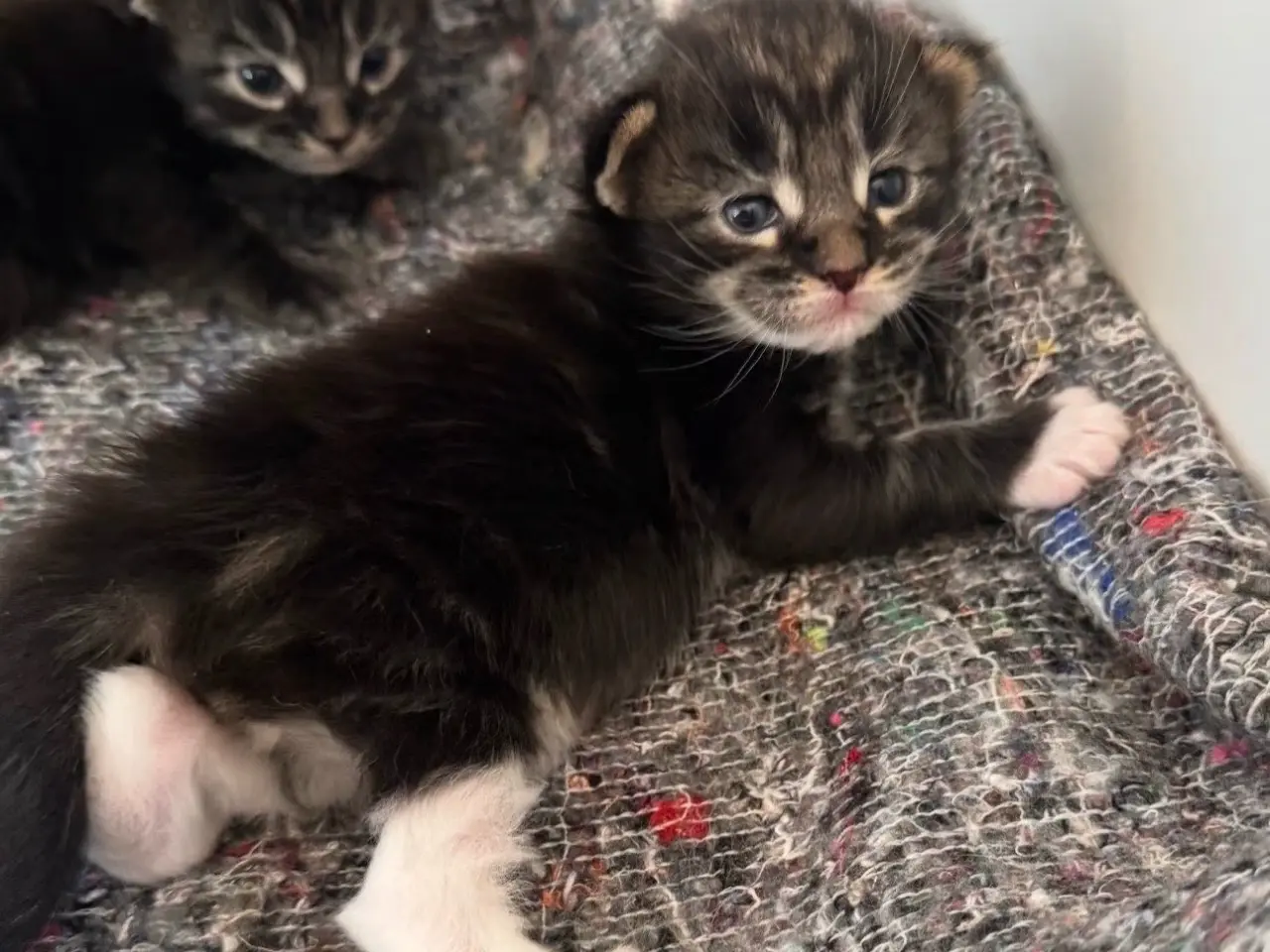 Billede 4 - Maine Coon killing