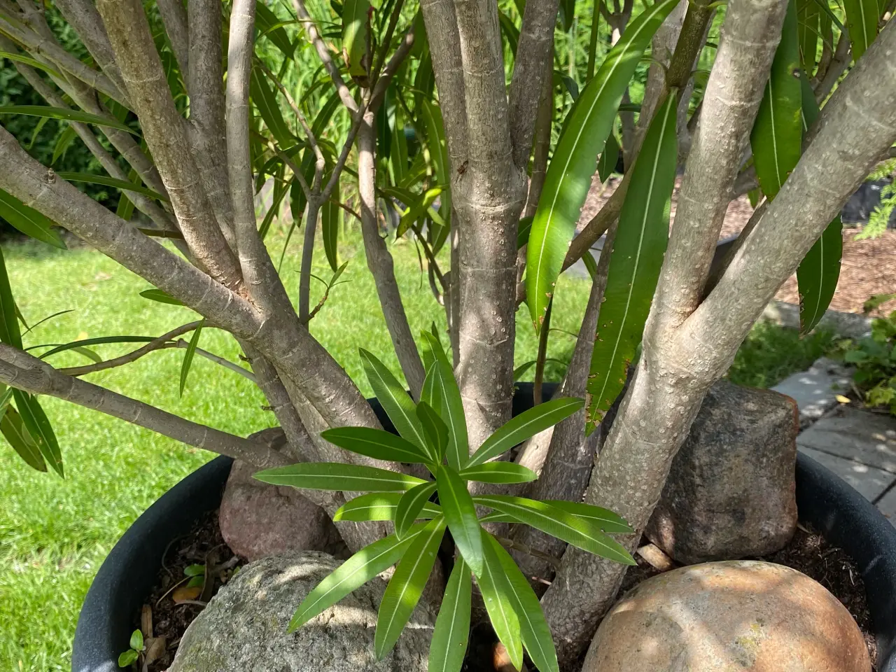 Billede 8 - Neria - Nerium - 195 cm høj