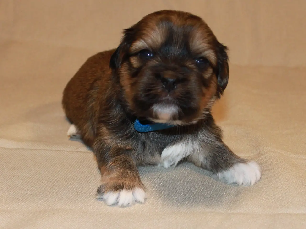 Billede 7 - Lhasa Apso hvalpe