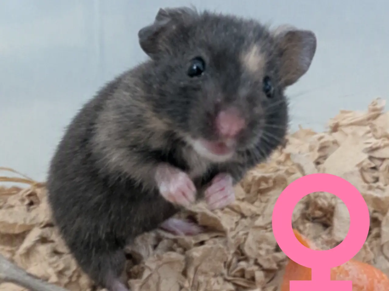 Billede 4 - Søde hamsterunger (flerfarvede)