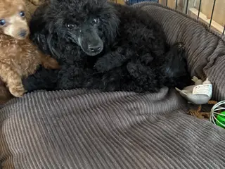 Toy puddel  - 3