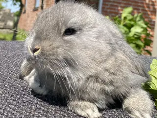 FRANSK VÆDDER HAN VILDTBLÅ