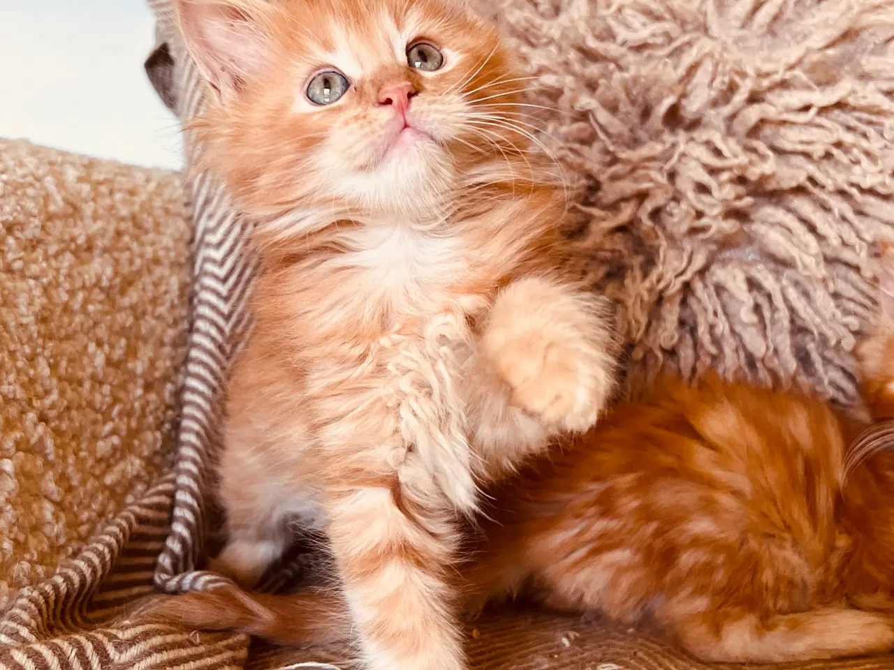 Billede 4 - Mainecoon killinger