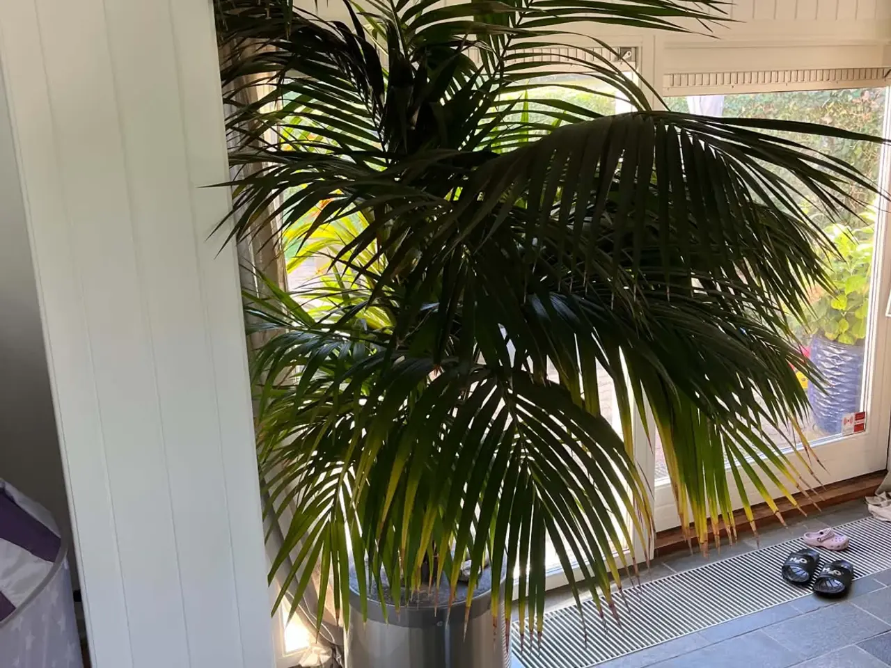 Billede 2 - Kæmpe palme