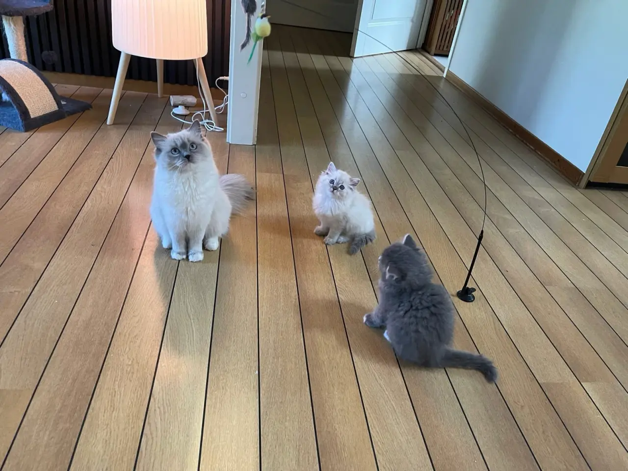 Billede 14 - Lækre 3/4 Ragdoll +1/4 perser killinger, katte