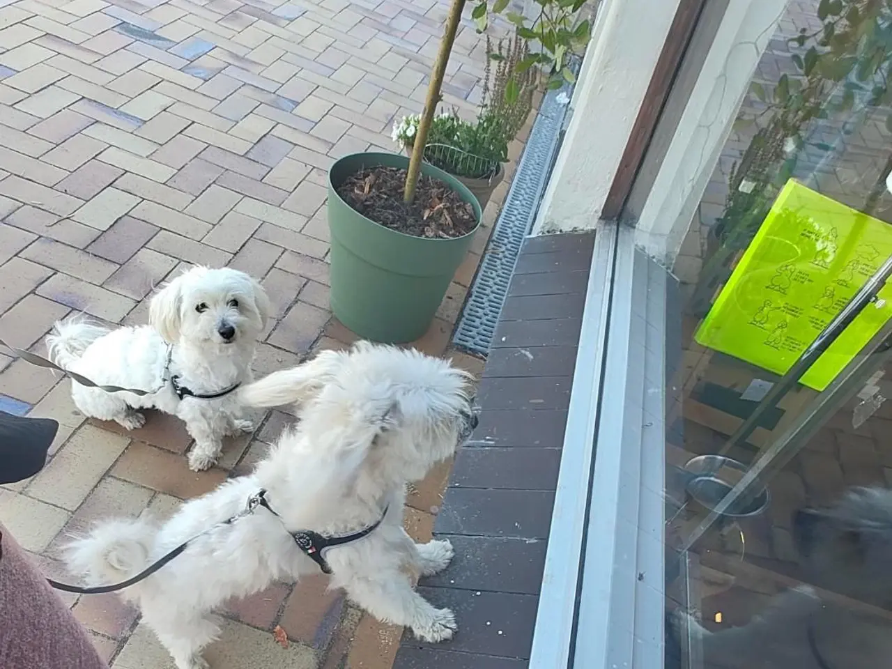 Billede 5 - Coton de Tulear hvalpe 8 uger
