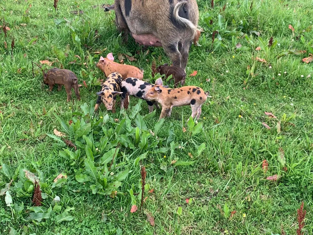 Billede 2 - Duroc/gl. Dansk landrace smågrise sælges