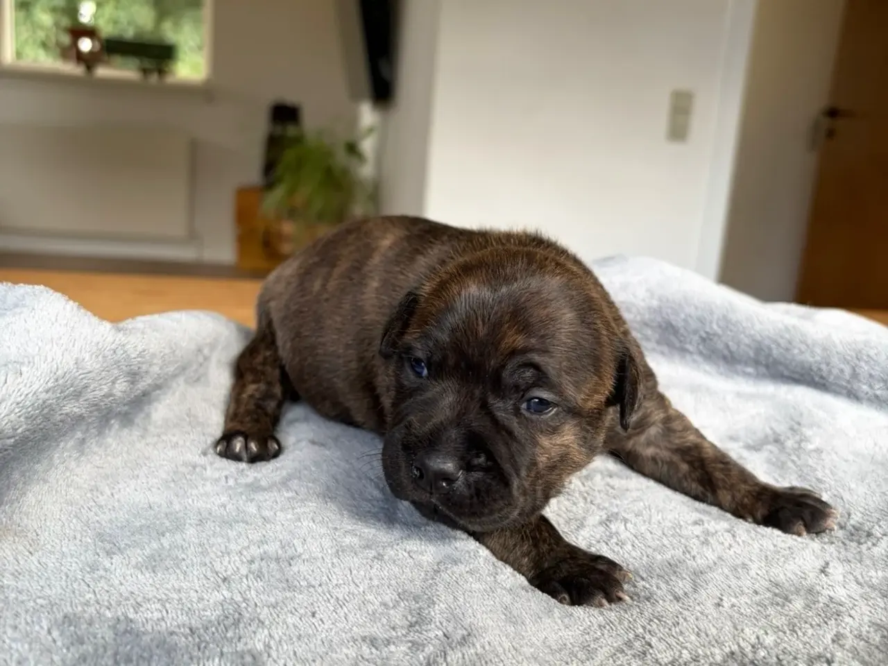 Billede 10 - Engelsk Staffordshire Bull terrier 