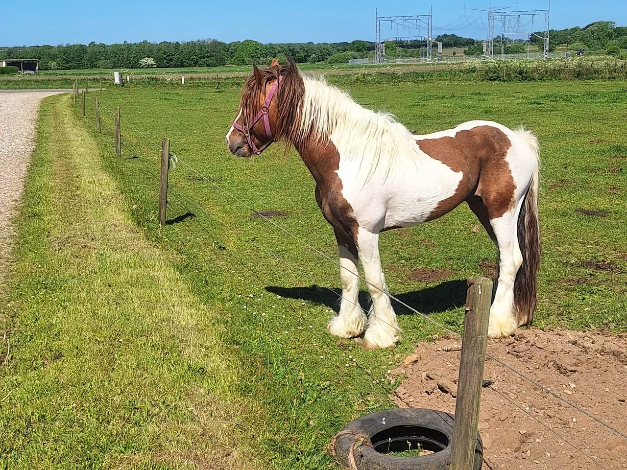 Billede 1 - Hingst krysning sælges