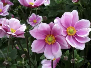 Høstanemone lyserød