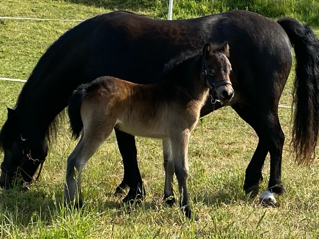 Billede 7 - Dartmoor vallak 3 år