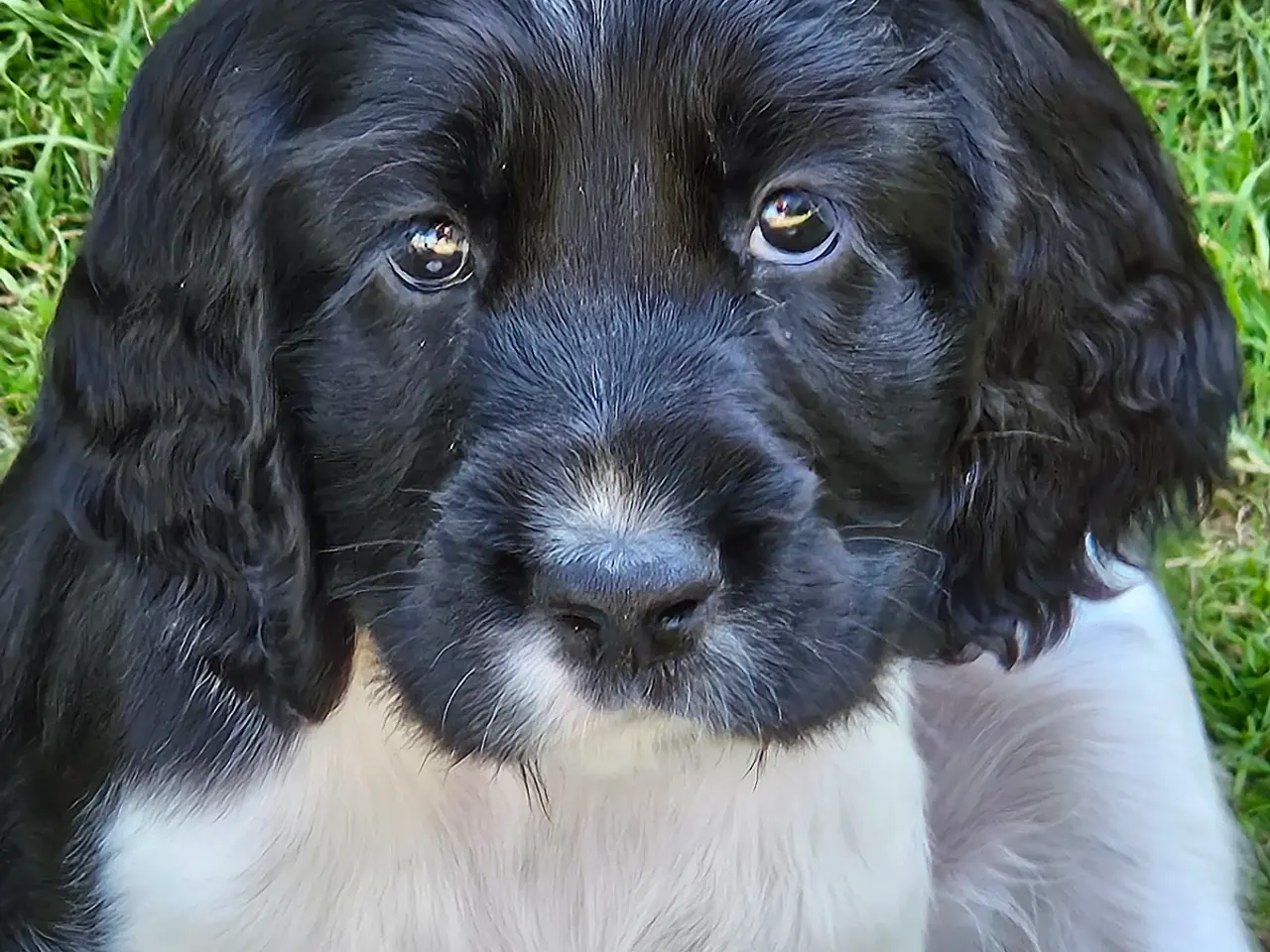 Billede 10 - Springer spaniel 8 uger