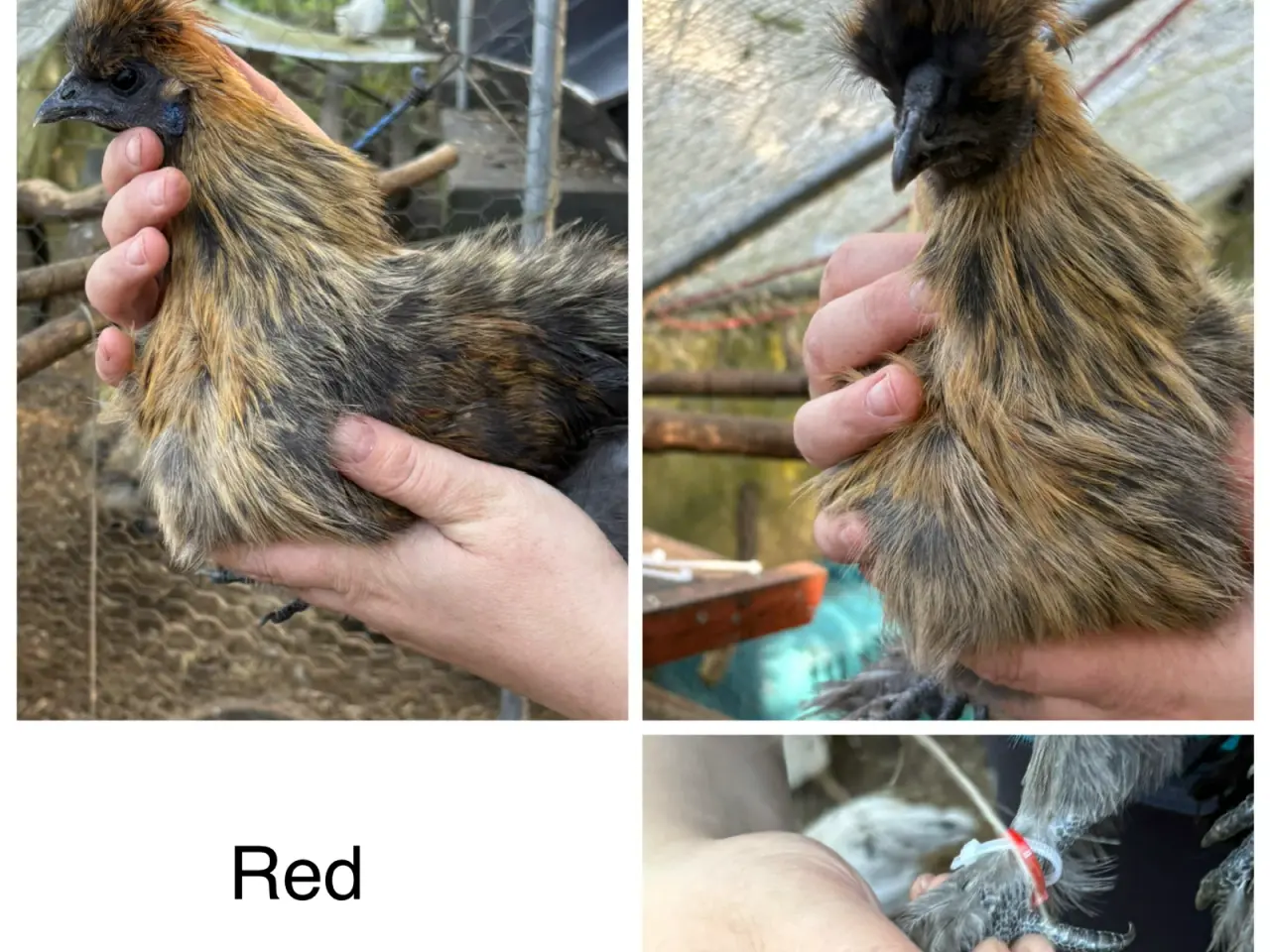 Billede 11 - Silkiehaner / Silkie roosters
