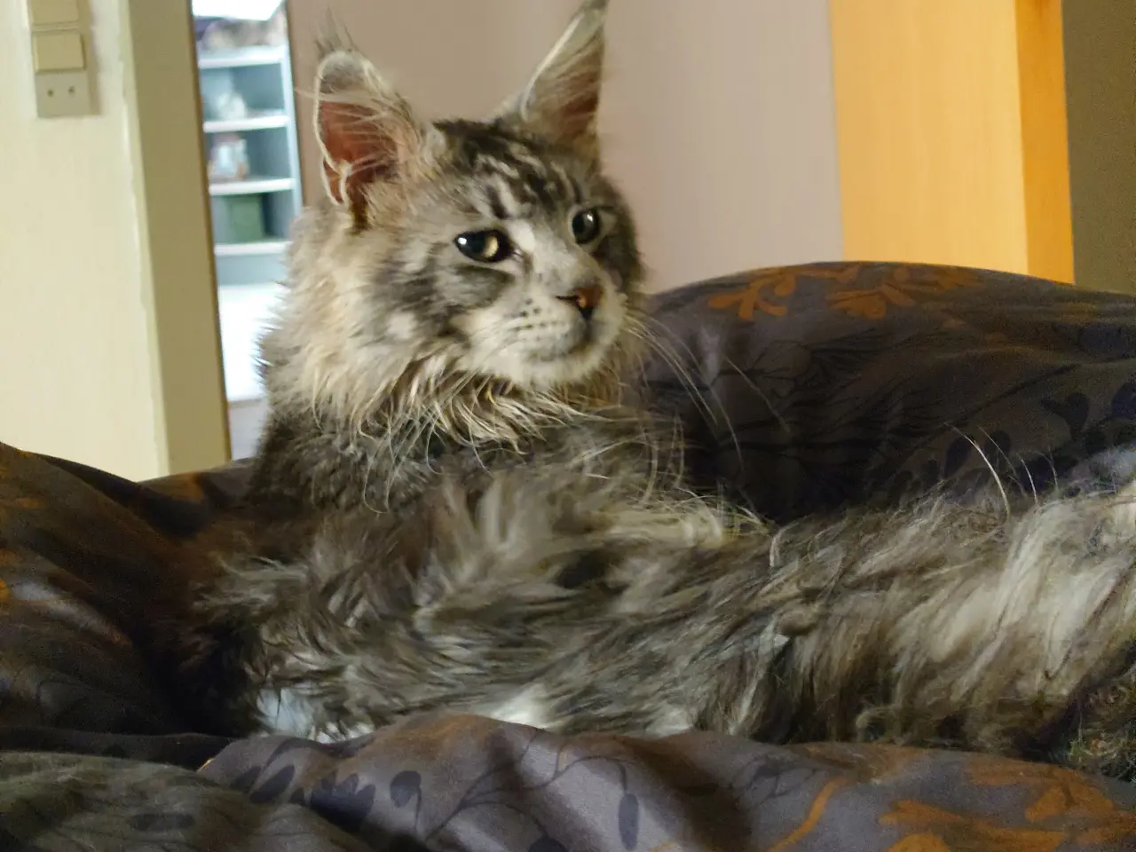 Billede 16 - Smukke Maine coon far med tavle