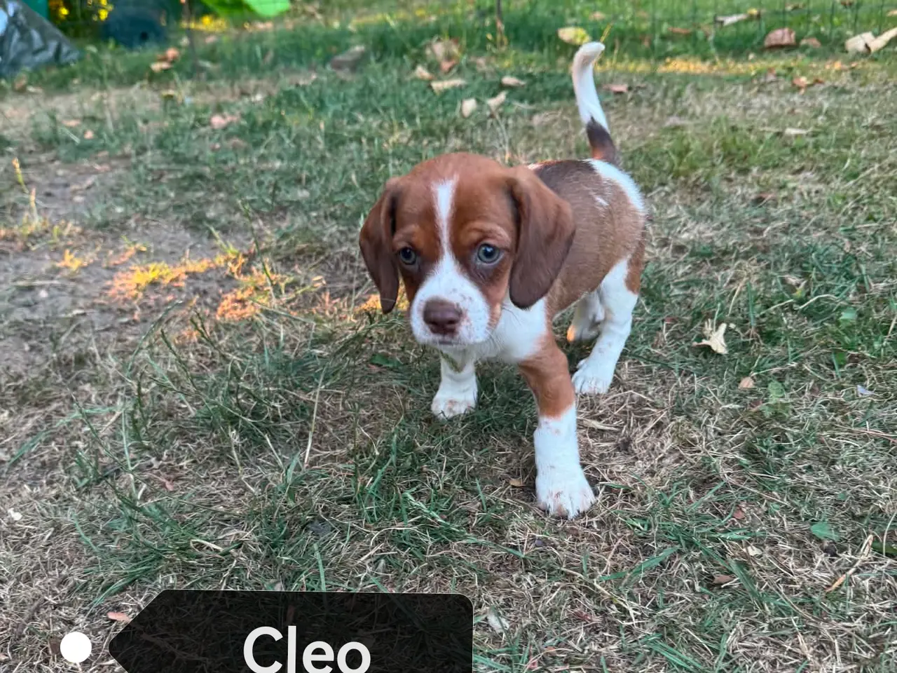 Billede 4 - Amerikansk cockerspaniel blanding 